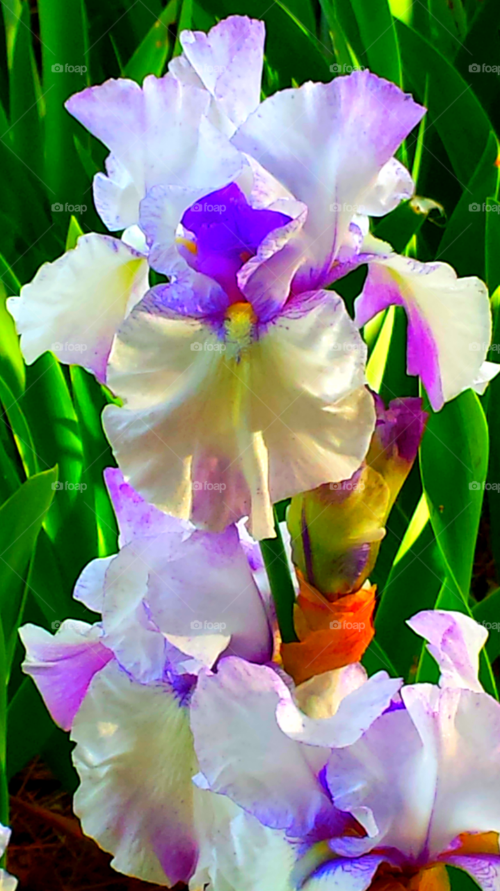 Purple Pink & White Iris