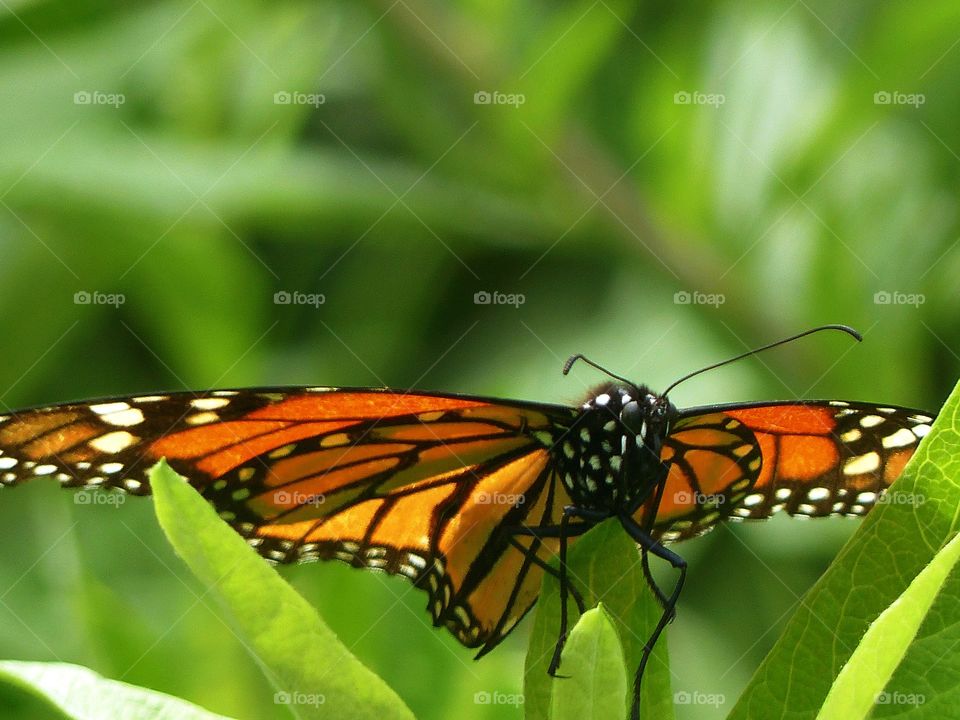 Monarch butterfly at the aquarium 