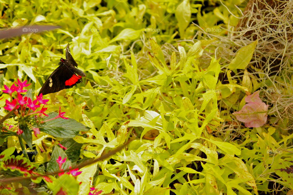 red and black butterfly