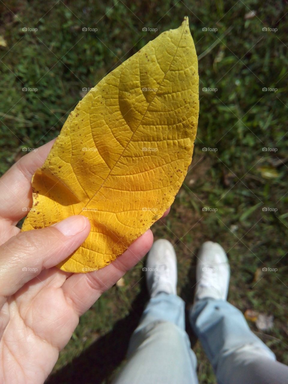 Leaf, Fall, Nature, Outdoors, Wood