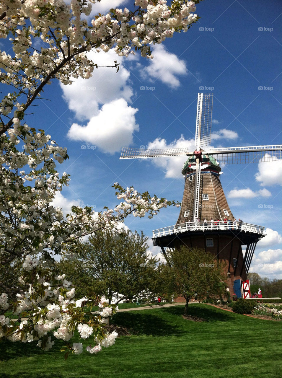Windmill and cherry blossoms in springtime.