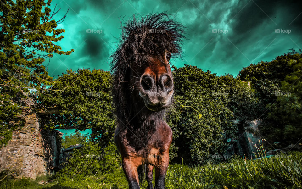 Portrait of a pony horse with amazing sky
