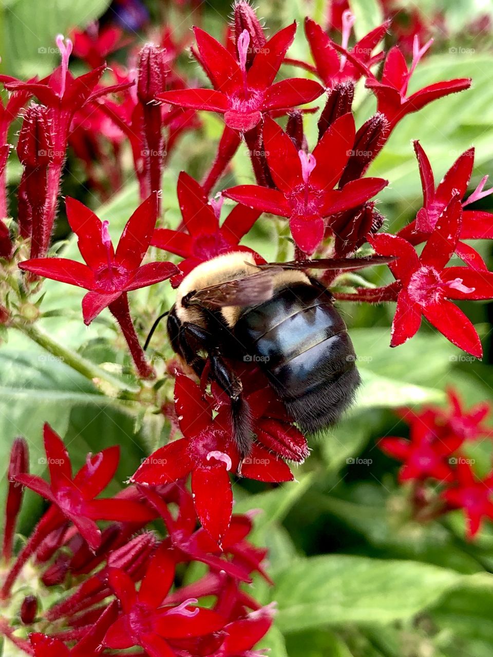Bee pollinating bright red flowers