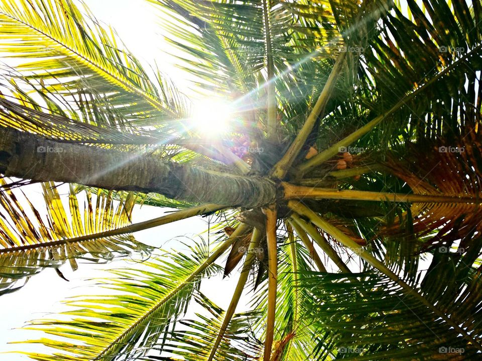 Florida palm tree