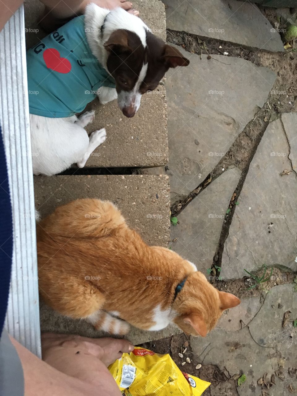 Tom and Gizmo just chilling out the back door with mamma (me). Nice day to chill!