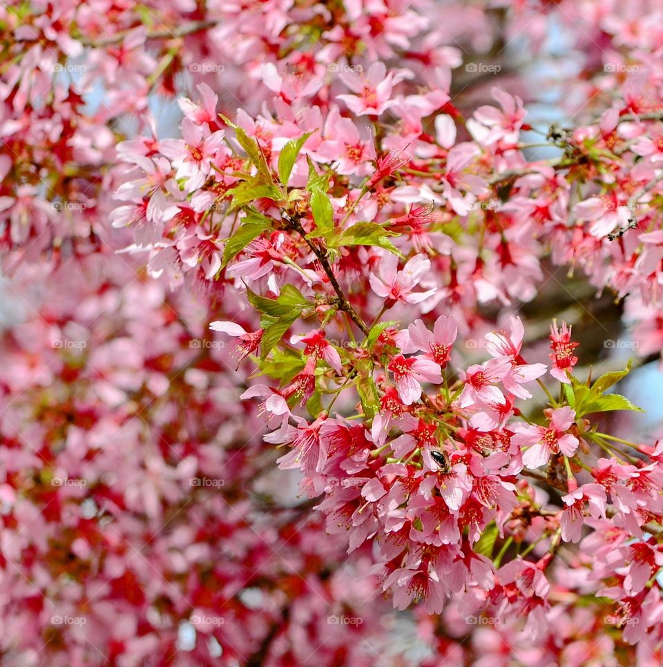 Sakura blossom