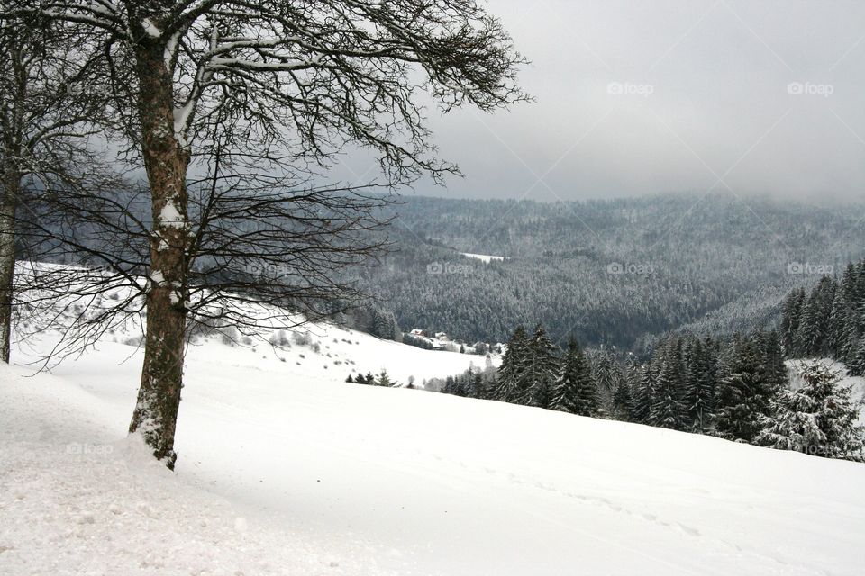 Winter in the black forrest. You van almost feel the cold on your skin by looking into this winter day. 