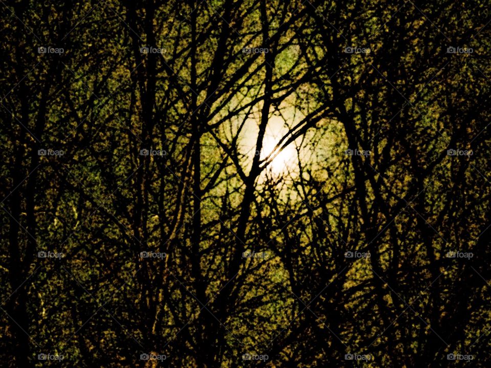 moonlight through the trees