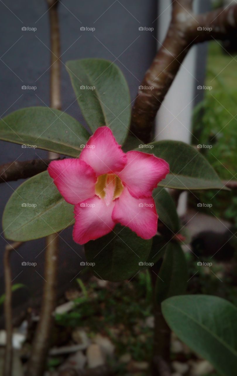 Pink Flowering Tree