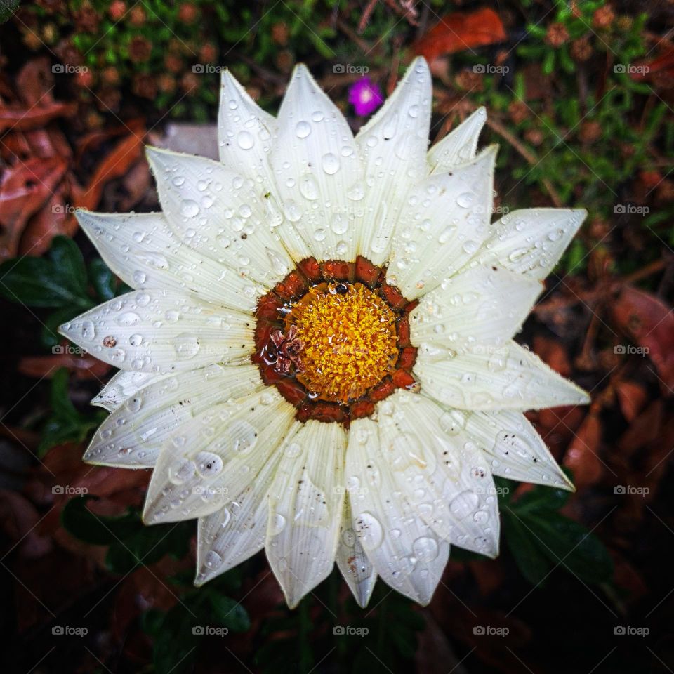 close up of a pale yellow gazania flower after the rain