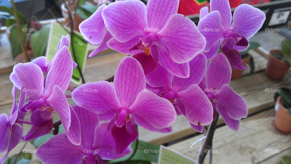 orchids purple 1