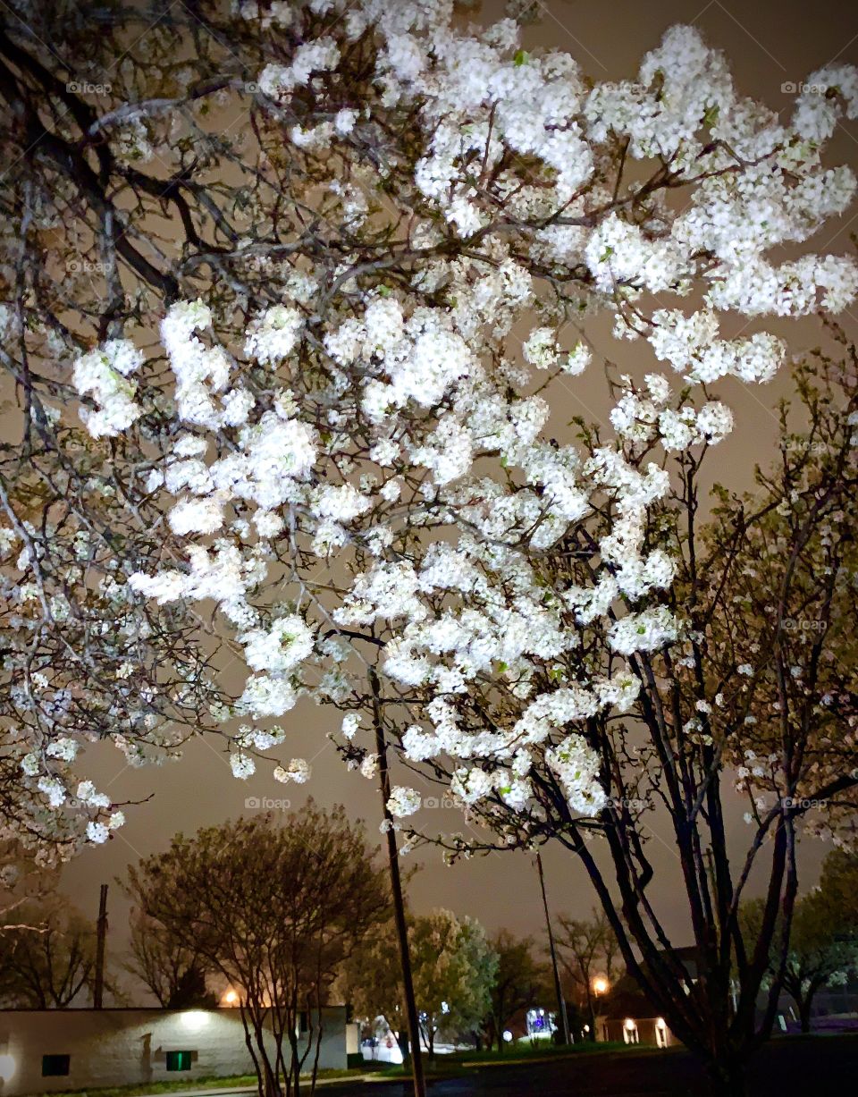 Evening Bradford Pear