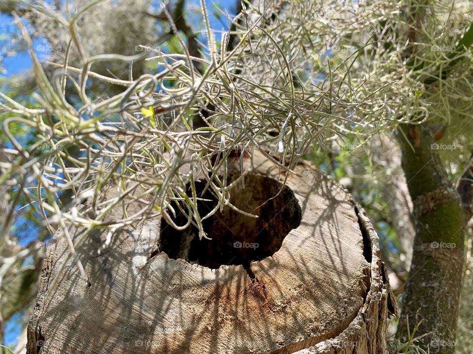 Trunk Hole Through Hairy Plant 