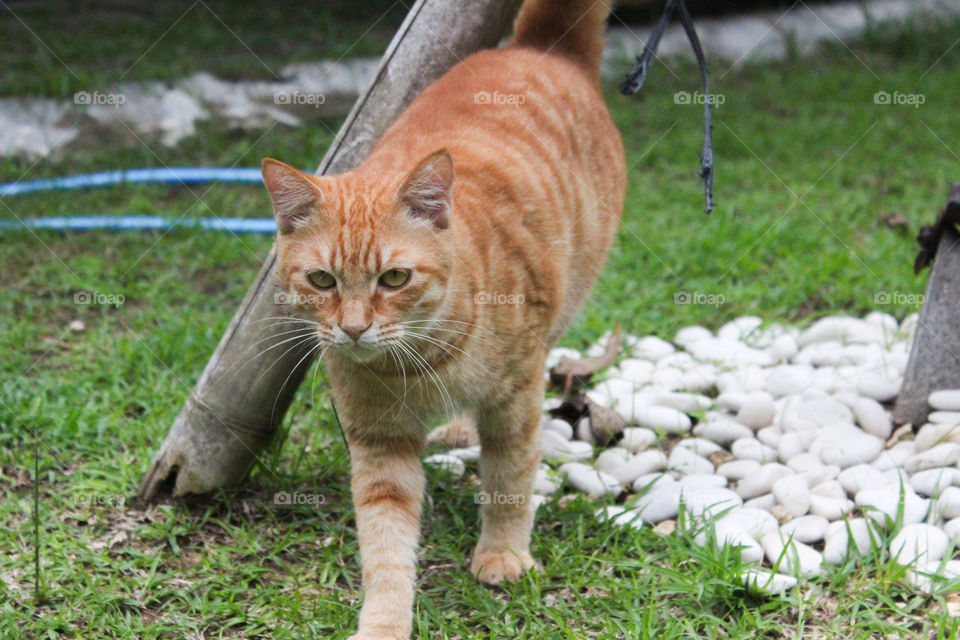 Kikipaw walking in the backyard
