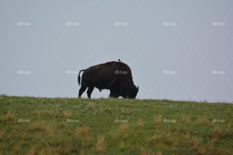 Buffalo and bird