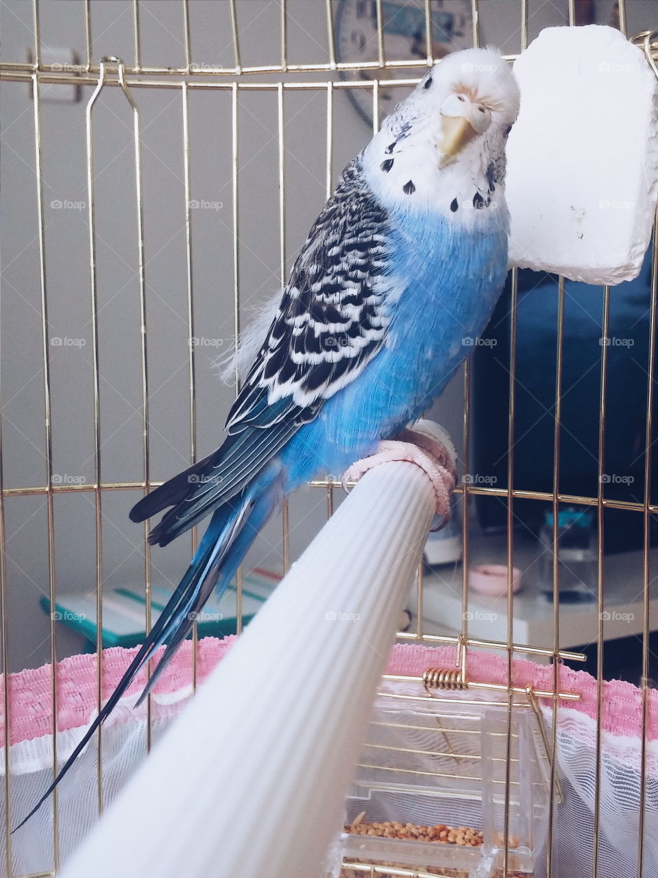bird. mavi$