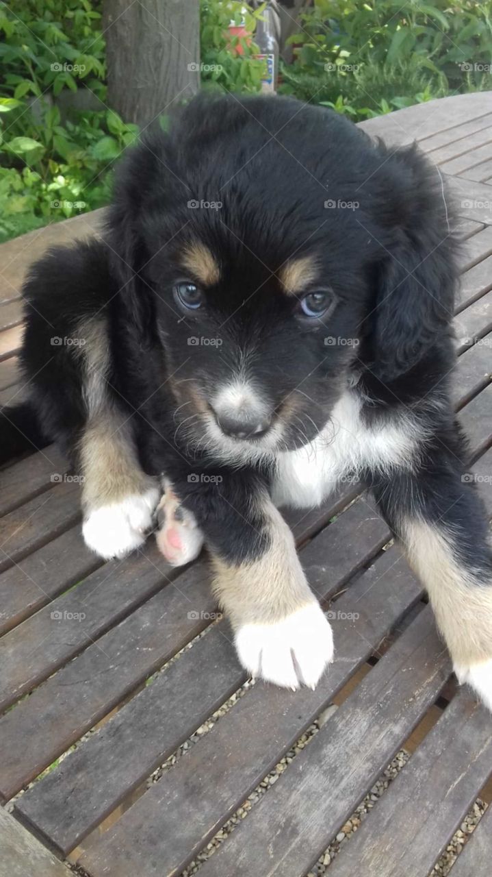 small black dog puppy.