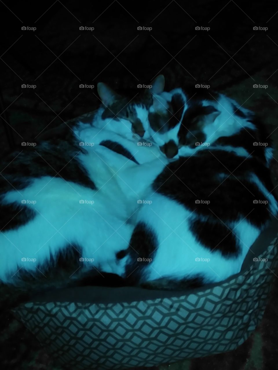 No Person, Cat, Mammal, One, Portrait