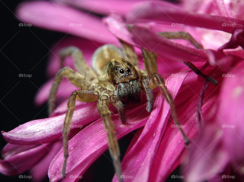 Funny spider on the Aster flower