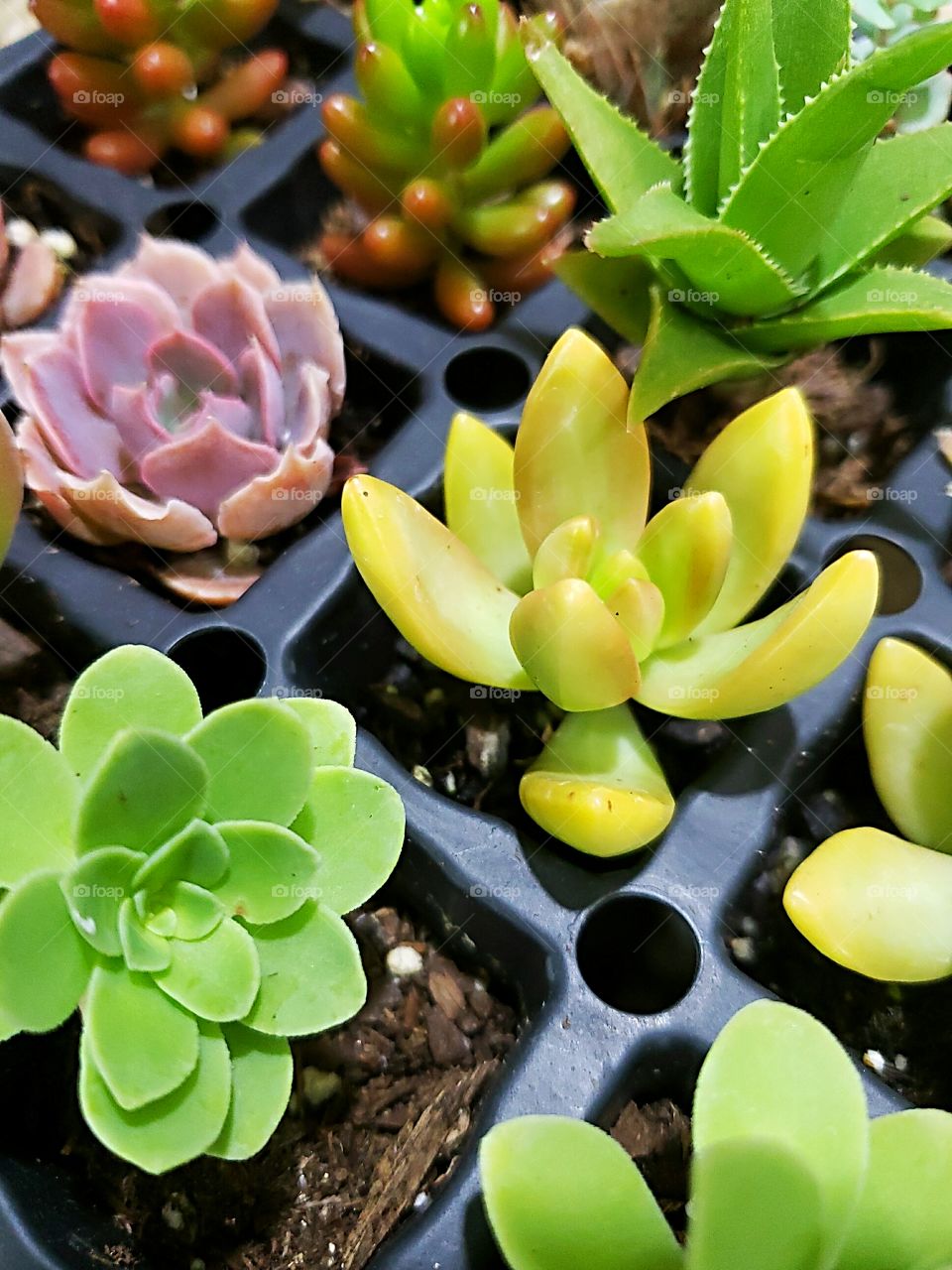 succulent starter plugs in a flat