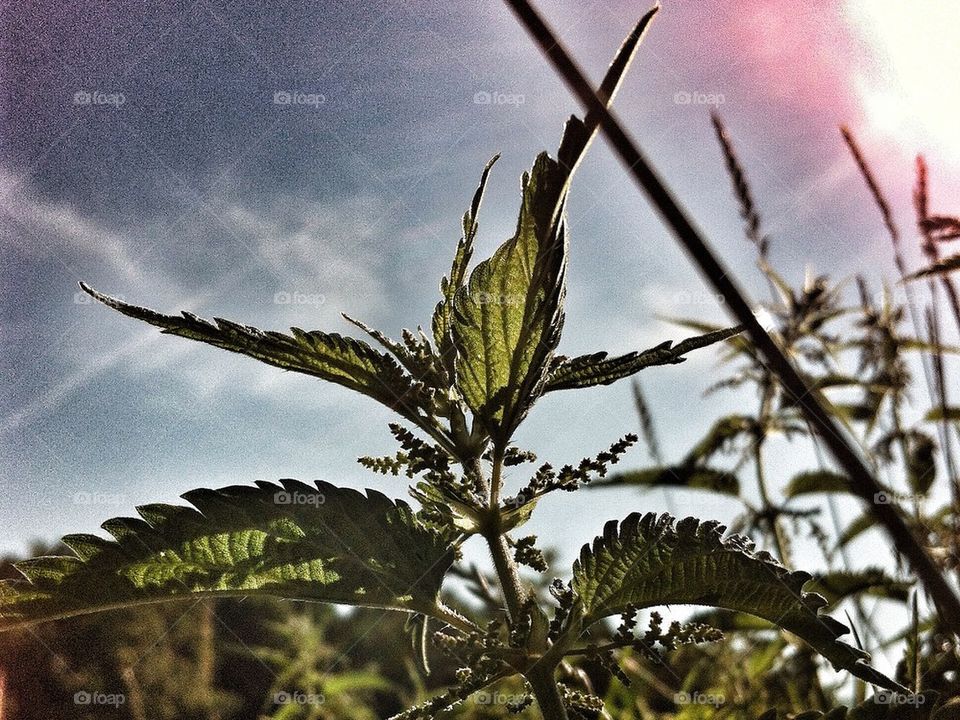 sweden weed sommar summer by smartini65