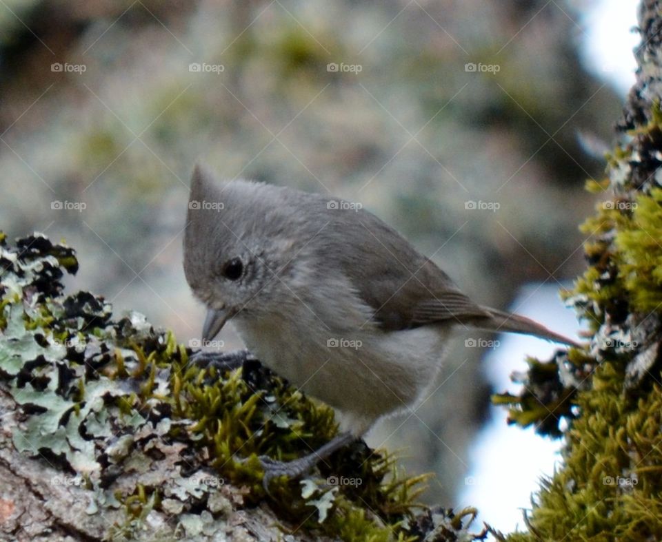 Titmouse