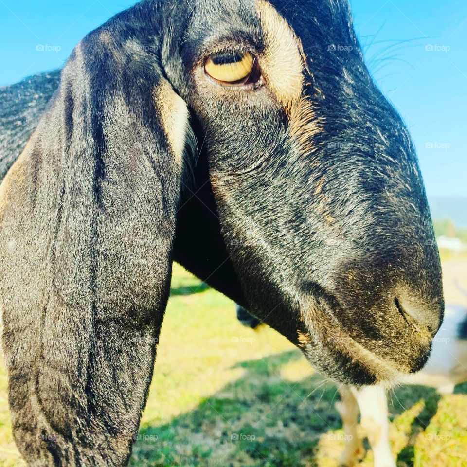Nubian goat close up