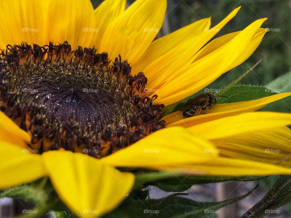 Sunflower created a resting place for a little bee