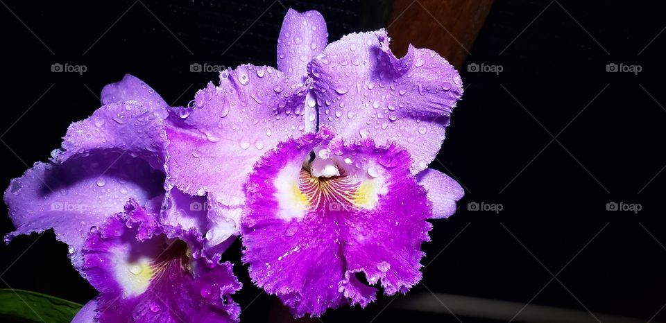 Orquídea