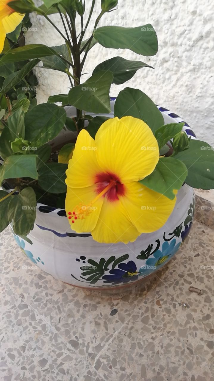 Yellow Flower in a pot