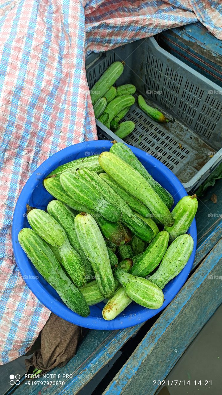 Famous Cucumber of Dal lake Srinagar Kashmir....