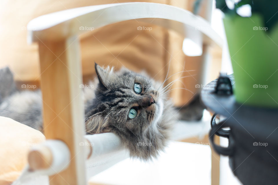 Cat in the chair in the morning