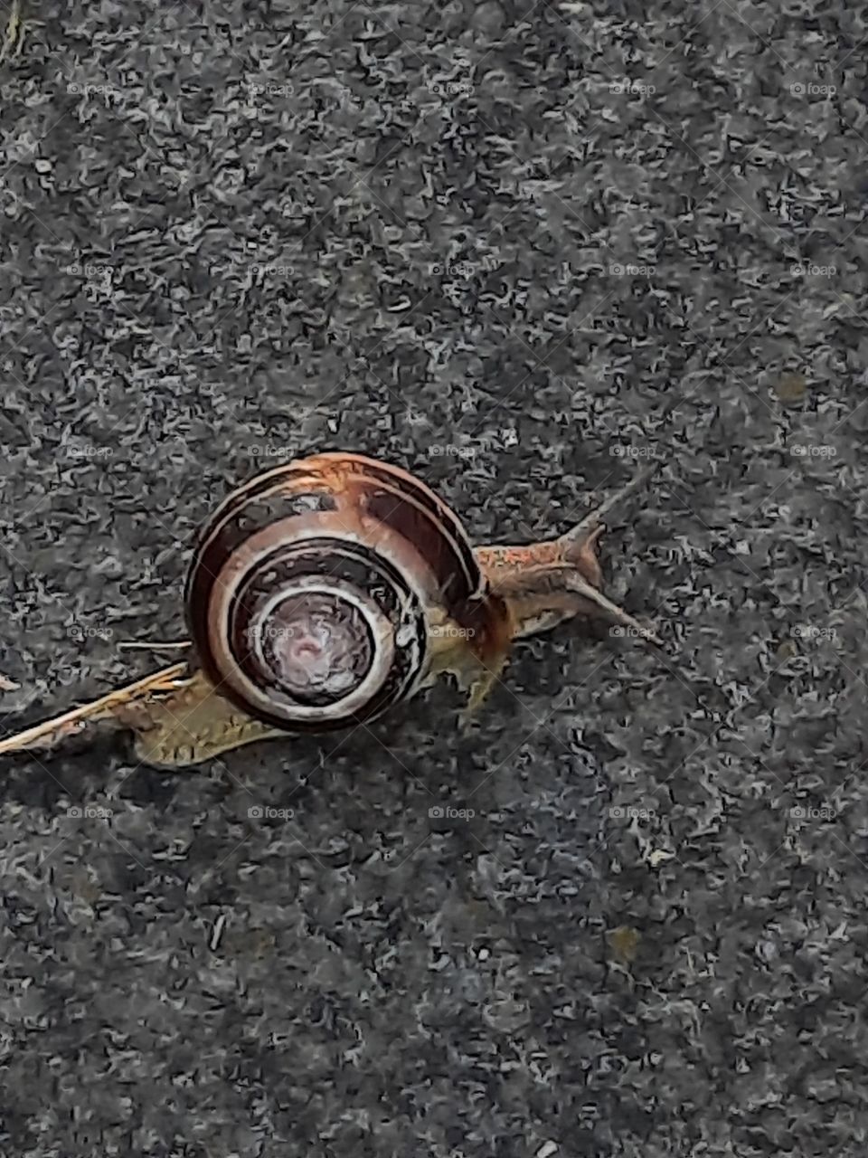 litlle shell snail on stone pavement at  sunrise