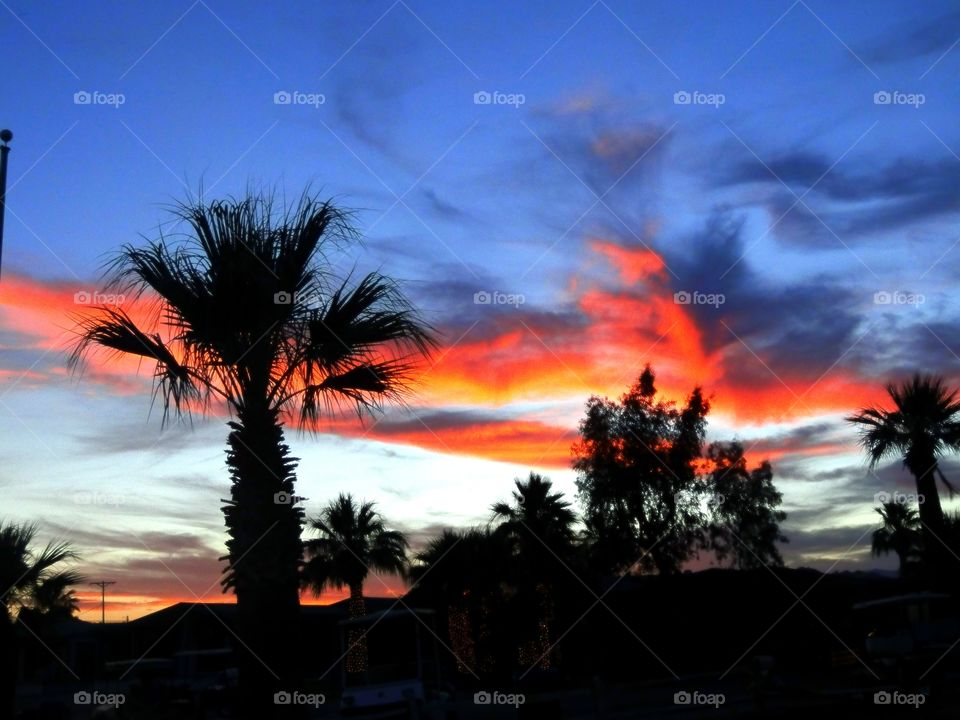 beautiful silhouette of a palm tree