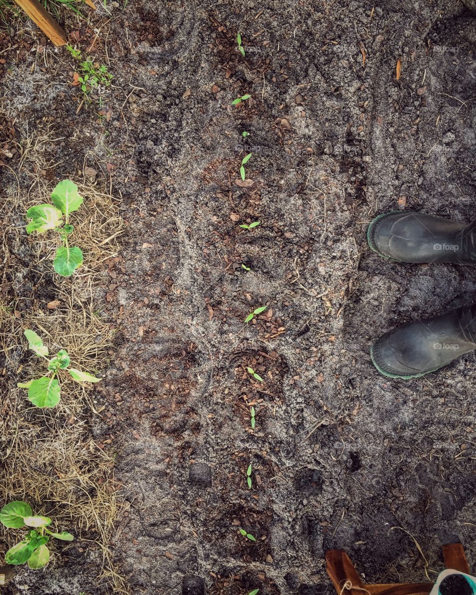 Baby sprouts getting ready to face the world with its harvest’s 