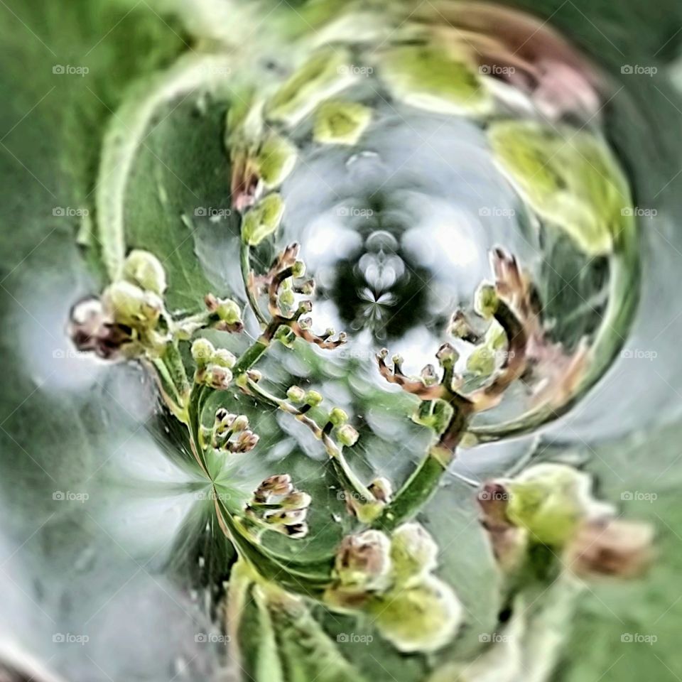 flower buds in abstract