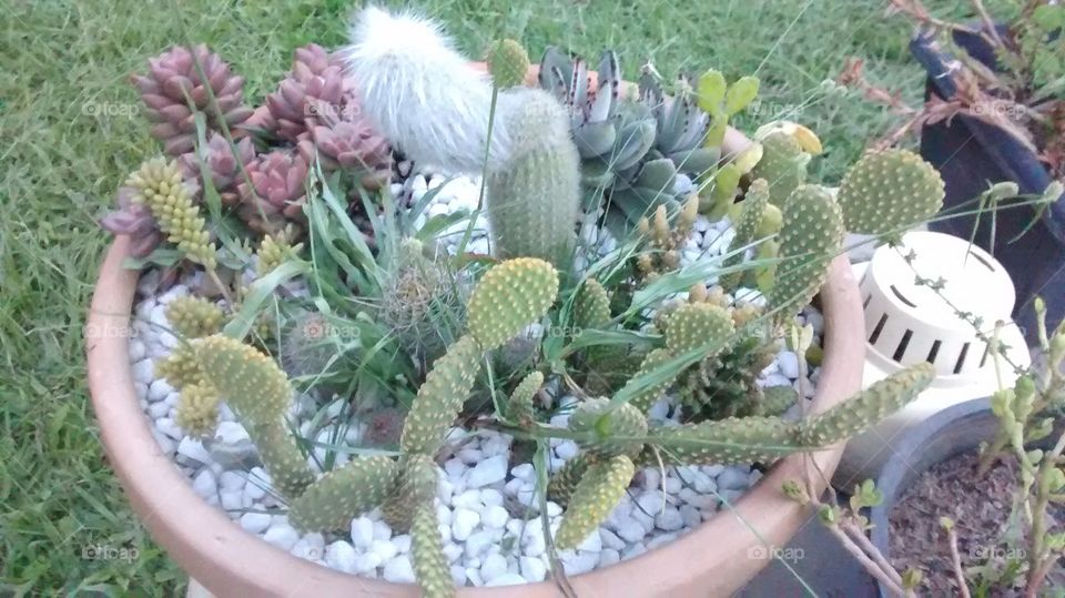 cactus varieties