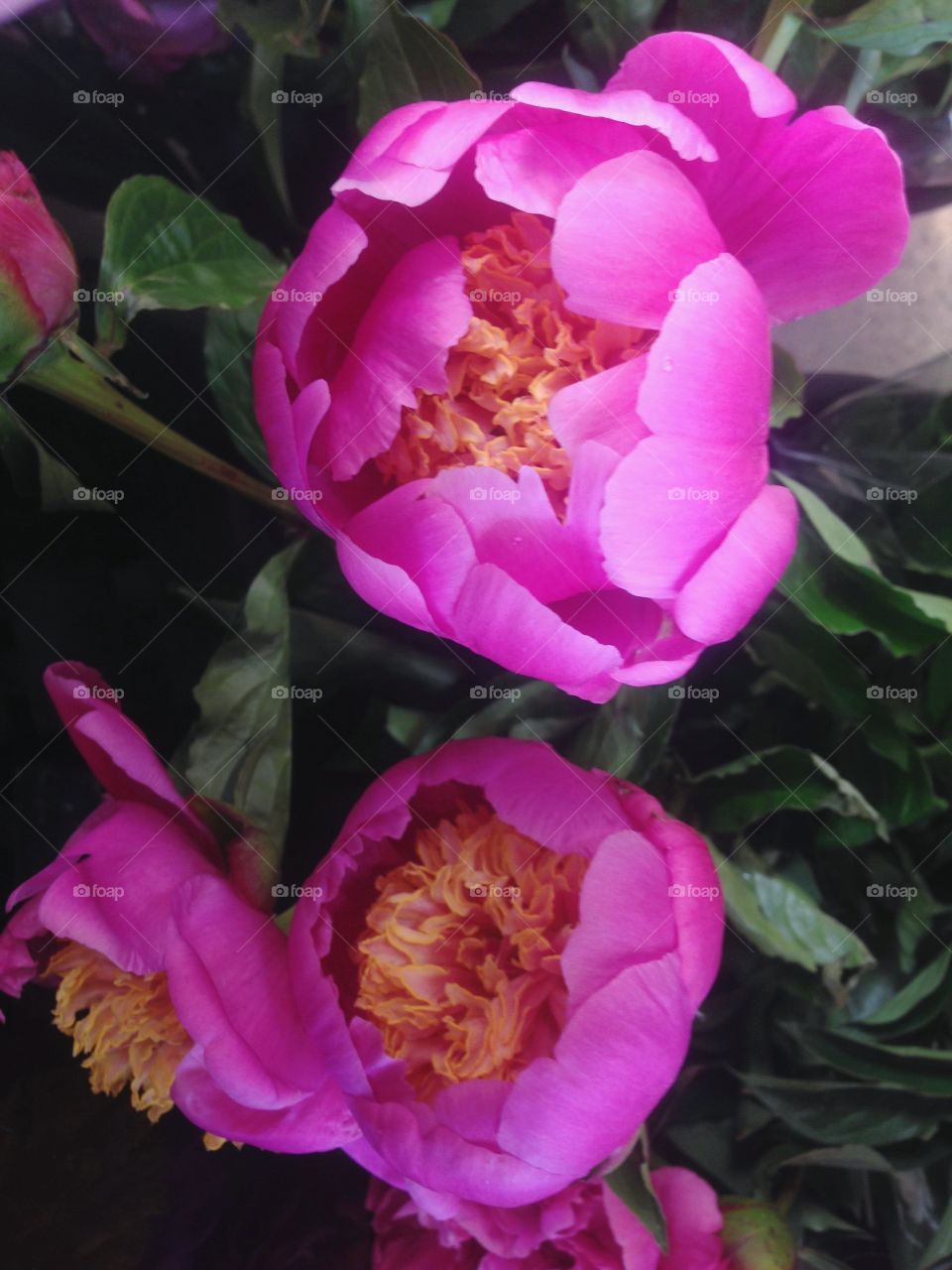 Peonies 