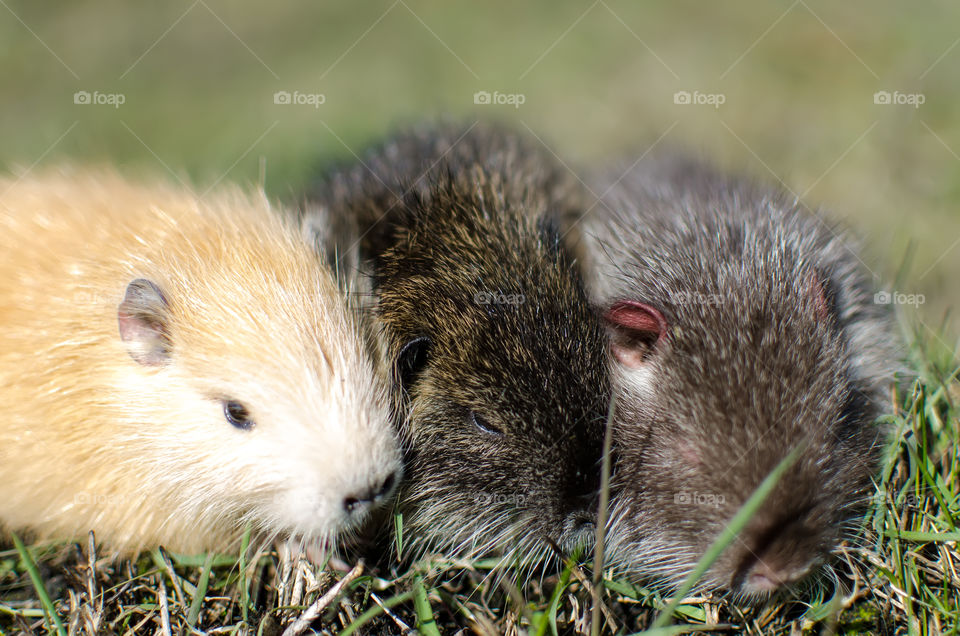 three small nutria