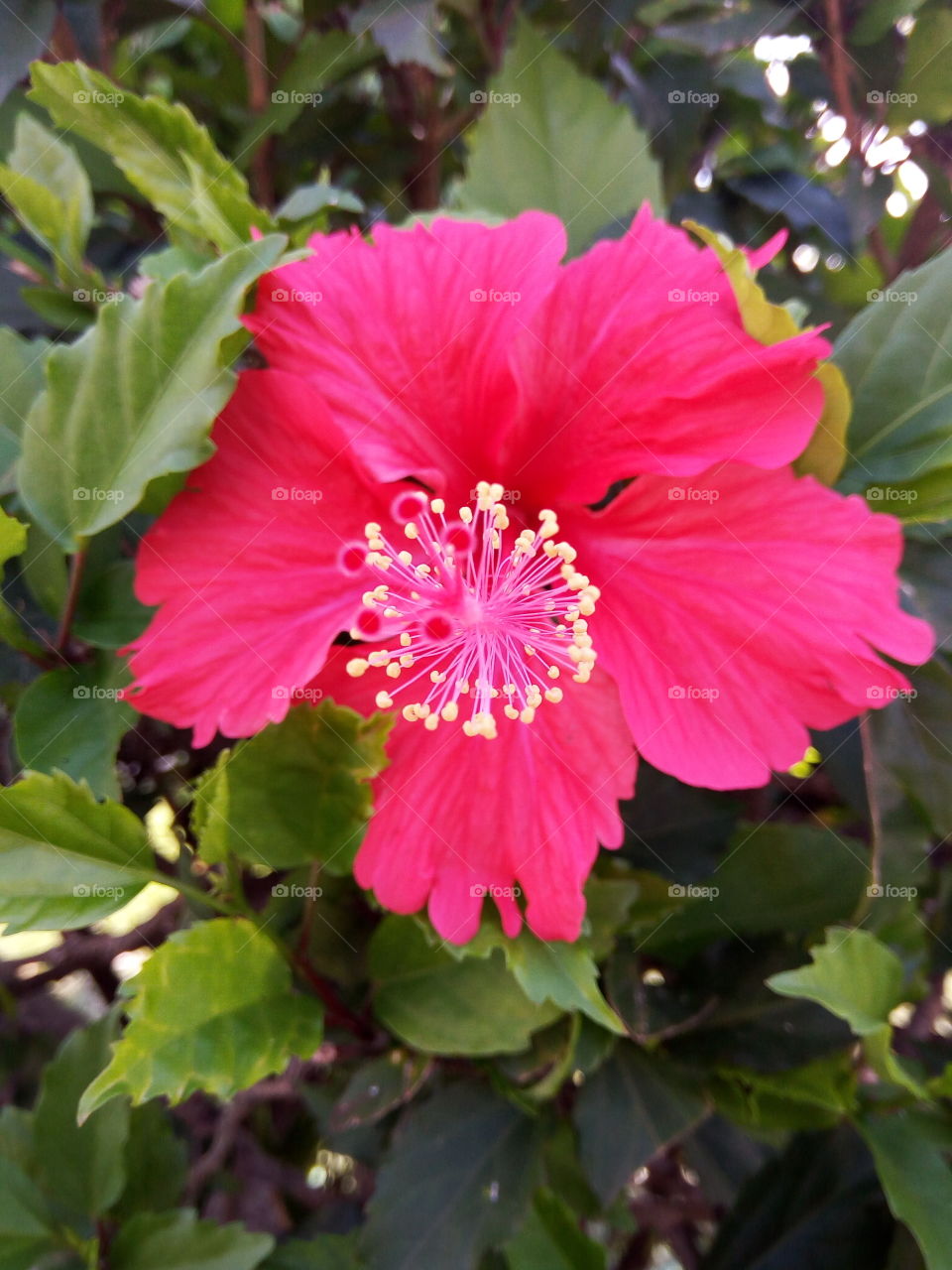 Nature, No Person, Flower, Flora, Leaf