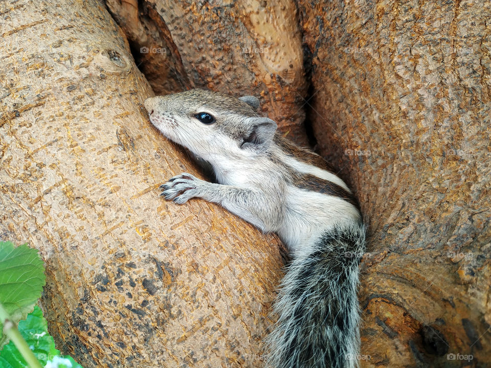 A closeup shot of a small Squirrel on the tree trunk