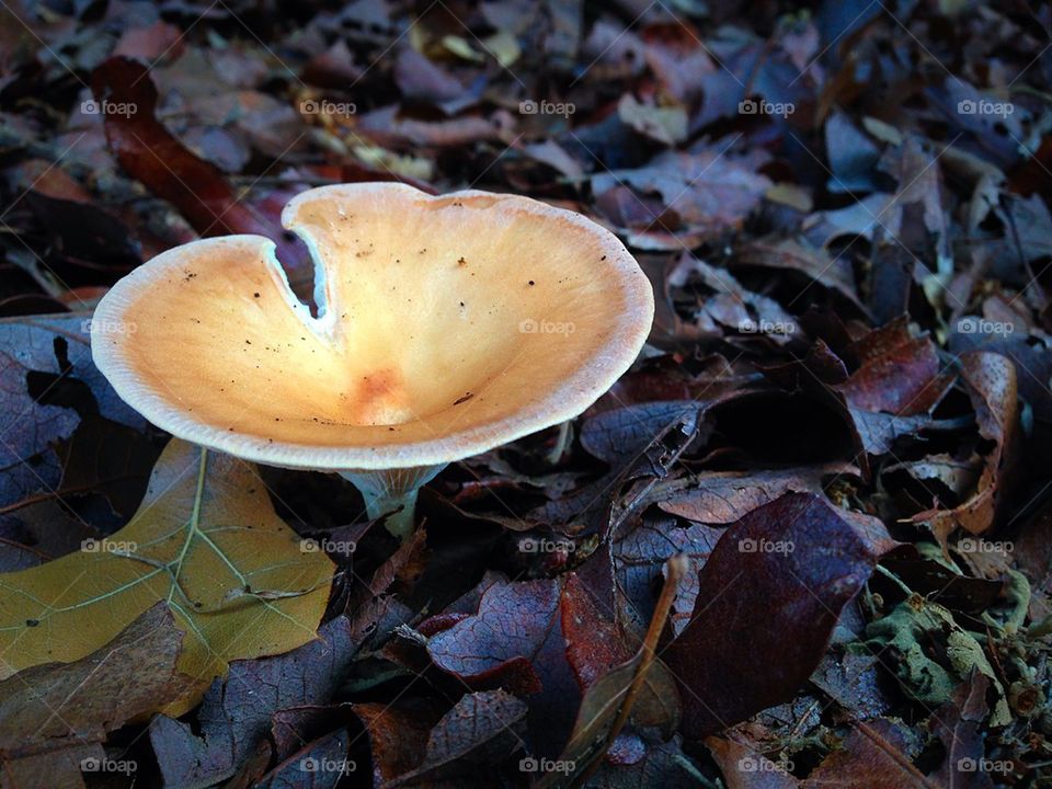Forest mushroom 