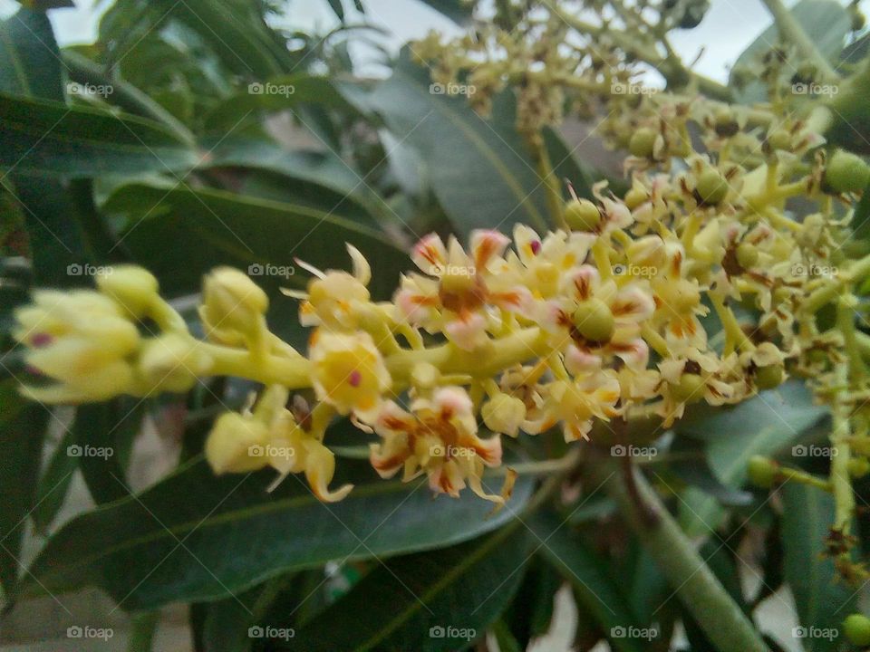 Flourish 🌼 🌼 🌼