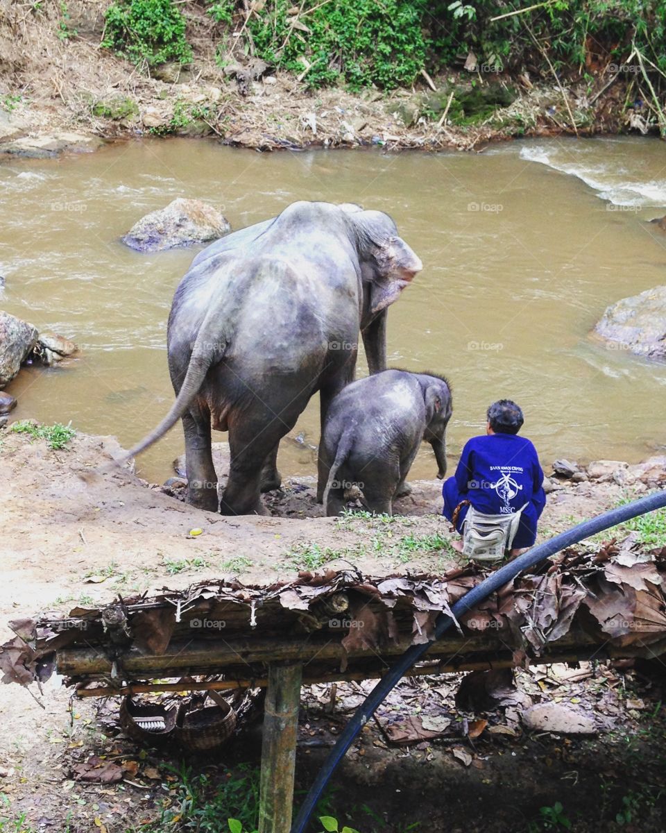 #Elephant #Thailand 