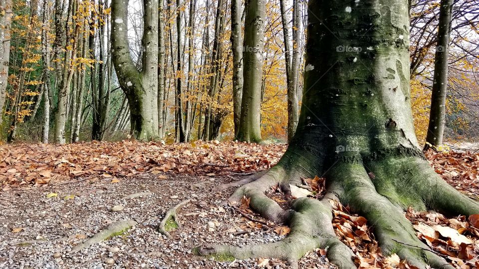 trees showing roots in forest