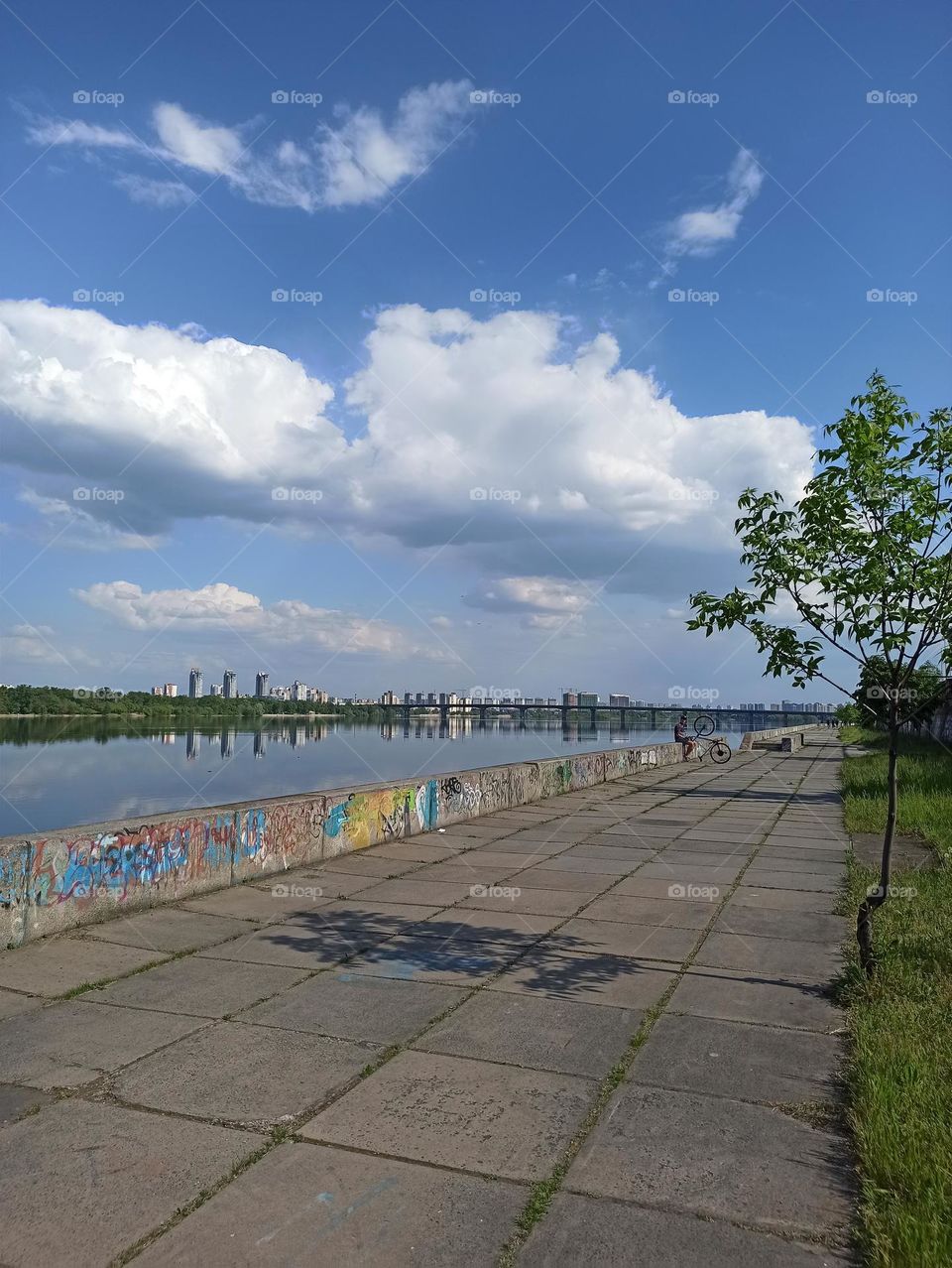 urban nature: plants