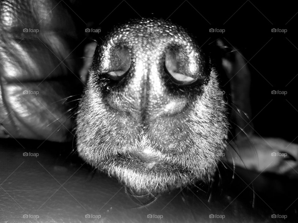 dog nose
