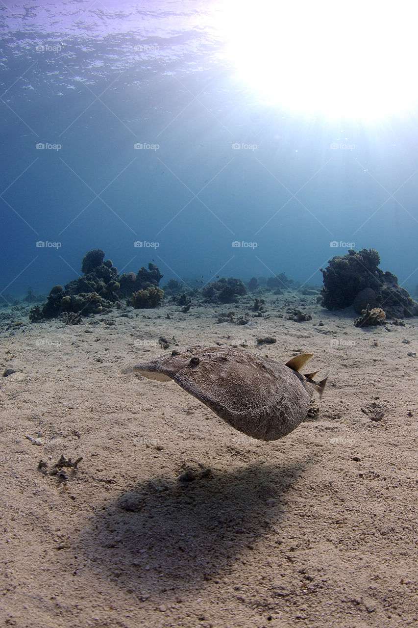 Stingray fish underwater