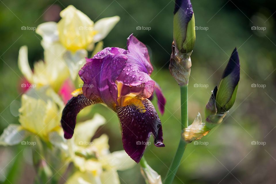 Iris flower