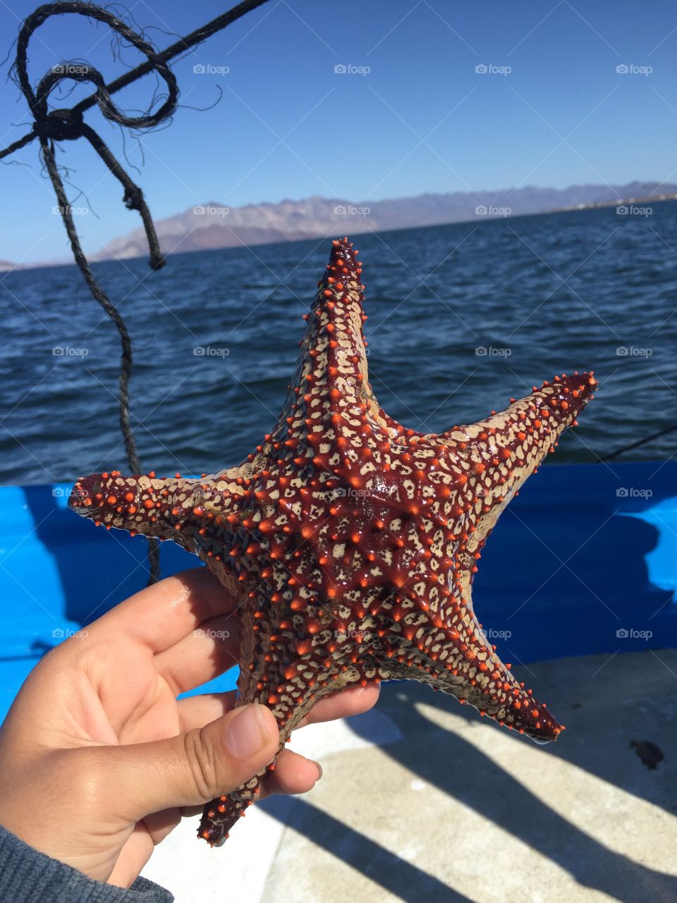 Sea star in open sea